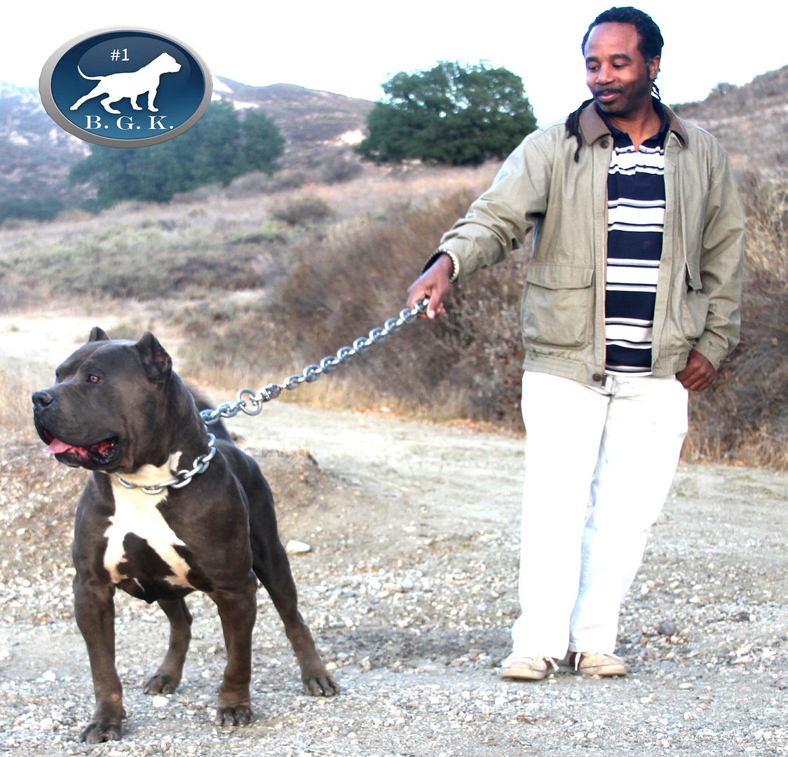 Big Gemini Pitbulls Largest Pitbulls Best Blue Pitbull breeder
